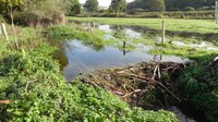 Dahulu, berang berang di Inggris diburu oleh manusia. Kala itu topi bulu berang-berang jadi tren bagi pria di Eropa. Populasi berang-berang pun punah di Inggris. (Devon Wildlife Trust)