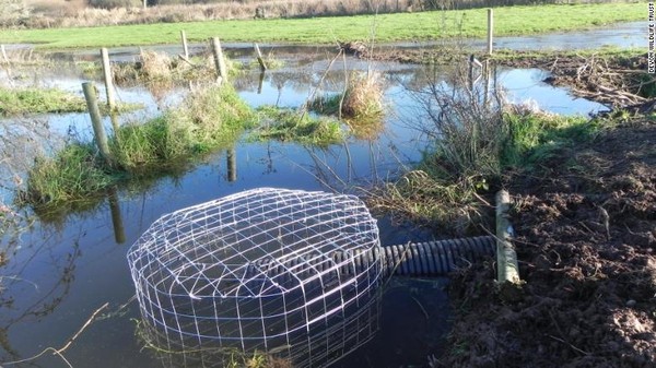 Berang-berang mampu membangun bendungan untuk melindungi mereka sendiri. Hewan amfibi tersebut bisa melarikan diri dengan pemangsa yang mengincar mereka. (Devon Wildlife Trust) Berang-berang mampu membangun bendungan untuk melindungi mereka sendiri. Hewan amfibi tersebut bisa melarikan diri dengan pemangsa yang mengincar mereka. (Devon Wildlife Trust)