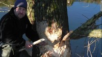 Pohon willow yang digerogoti oleh berang-berang. Kulit pohon ini adalah sumber makanan utama mereka (dok. Devon Wildlife Trust)