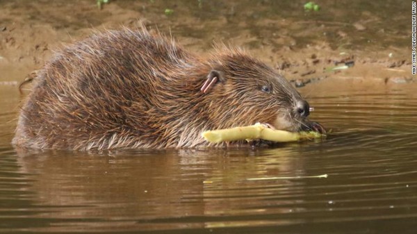 Namun kini, berang-berang kembali berkeliaran di alam bebas. Badan amal Devon Wildlife Trust melepaskan sepasang berang-berang 10 tahun lalu. (Devon Wildlife Trust) Namun kini, berang-berang kembali berkeliaran di alam bebas. Badan amal Devon Wildlife Trust melepaskan sepasang berang-berang 10 tahun lalu. (Devon Wildlife Trust)