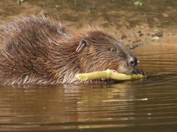 Foto: Kembalinya Populasi Berang-Berang di Inggris Setelah Ratusan Tahun