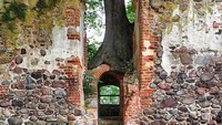 Pohon tumbuh di gerbang Kastil Putzar yang terbengkalai di Jerman.