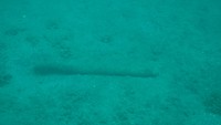Di antara lokasi karun tersebut berada di perairan Kepulauan Selayar, seperti temuan kayu gelondongan di Situs Sangkulu-kulu.