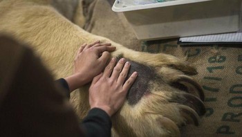 Ini adalah wujud cakar harimau. Foto: Bored Panda