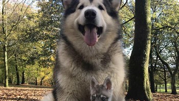 Anjing jenis Alaskan Malamute Phil ketika dibandingkan dengan Alaskan Klee Kai. Foto: Bored Panda