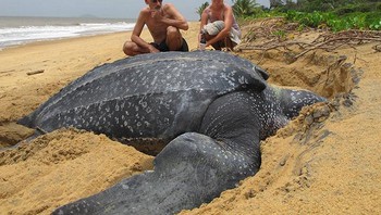 Seekor kura-kura jenis leatherback bisa tumbuh sebesar ini. Foto: Bored Panda