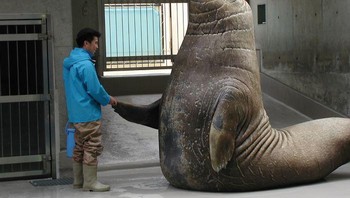 Jangan sepelekan ukuran seekor gajah laut. Foto: Bored Panda