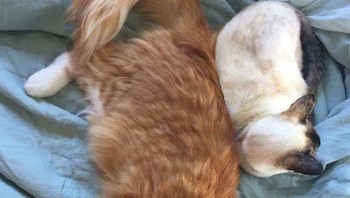 Kucing jenis Maine Coon dibandingkan kucing siam. Foto: Bored Panda