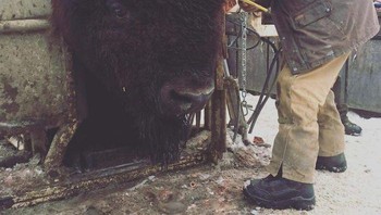 Ukuran kepala bison ternyata amat masif. Foto: Bored Panda