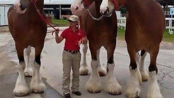 Kuda jenis Clydesdales lebih tinggi dari orang. Foto: Bored Panda