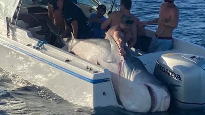 Hiu Monster 400 Kg