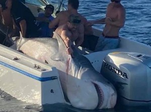 Gokil! Nelayan di Sydney Tangkap Hiu Monster Seberat 400 Kg