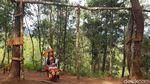 Foto: Hutan Pinus Lenong, Rekomendasi Tempat Bersantai di Mamasa