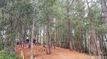 Foto: Hutan Pinus Lenong, Rekomendasi Tempat Bersantai di Mamasa