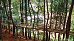 Foto: Hutan Pinus Lenong, Rekomendasi Tempat Bersantai di Mamasa