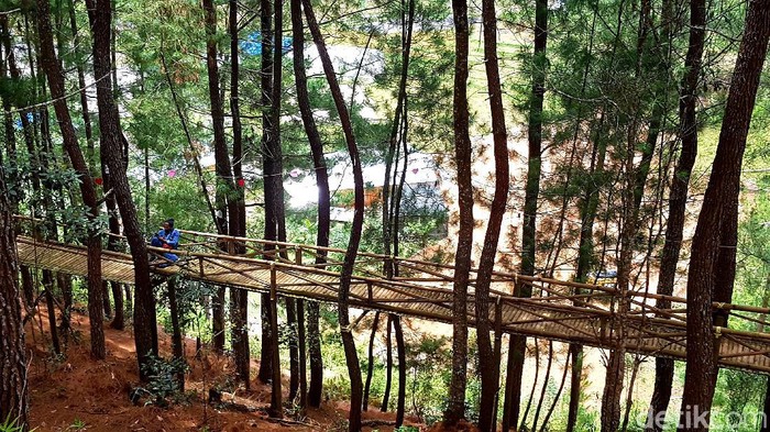 Hutan pinus Lenong Mamasa