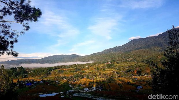 Hutan pinus Lenong Mamasa