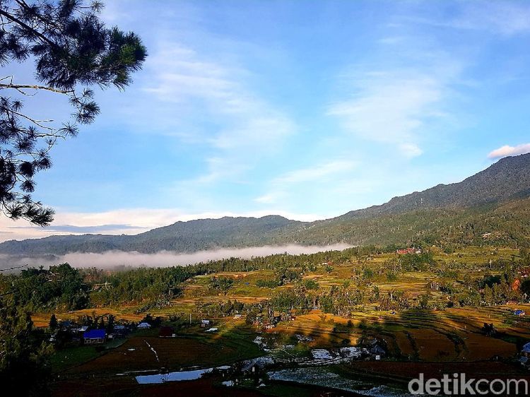 Foto: Hutan Pinus Lenong, Rekomendasi Tempat Bersantai di Mamasa