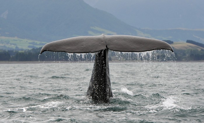 A Sperm Whale dives off the coast of New ZealandKaikoura