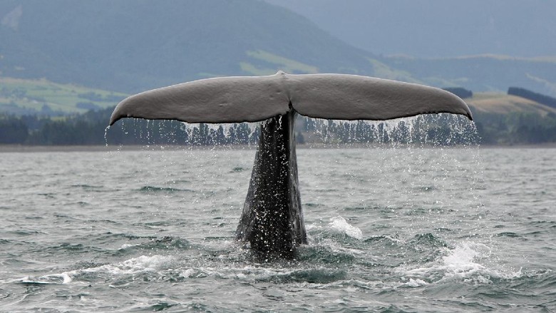 A Sperm Whale dives off the coast of New ZealandKaikoura