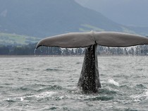 Sejumlah Paus Raksasa Terdampar di Pantai Tateyama Jepang Usai Tsunami