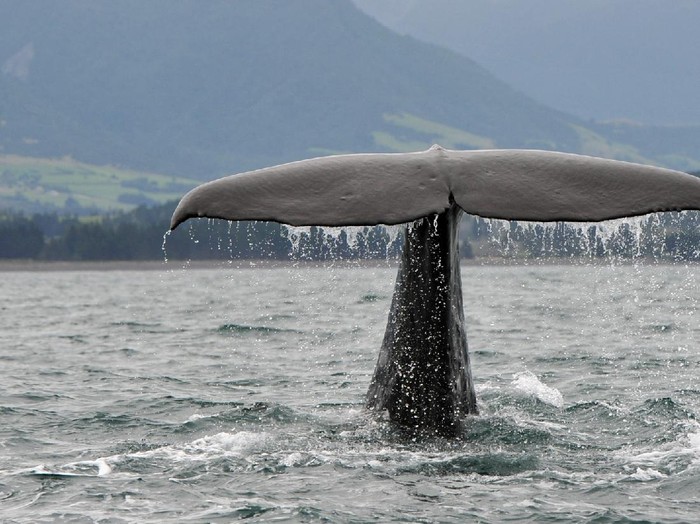 A Sperm Whale dives off the coast of New ZealandKaikoura
