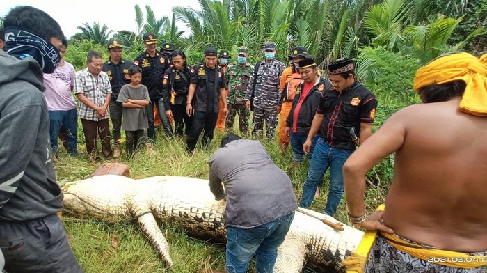 Jajaran Kepolisian, dan TNI AL berhasil menangkap buaya pemangsa bocah 8 tahun asal Bengalon (istimewa)
