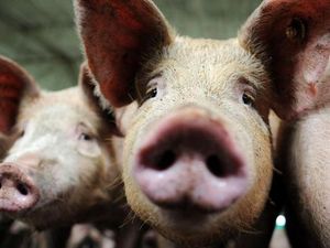 25 Babi Mati Mendadak di Ende, Sampel Darah Dikirim ke Bali