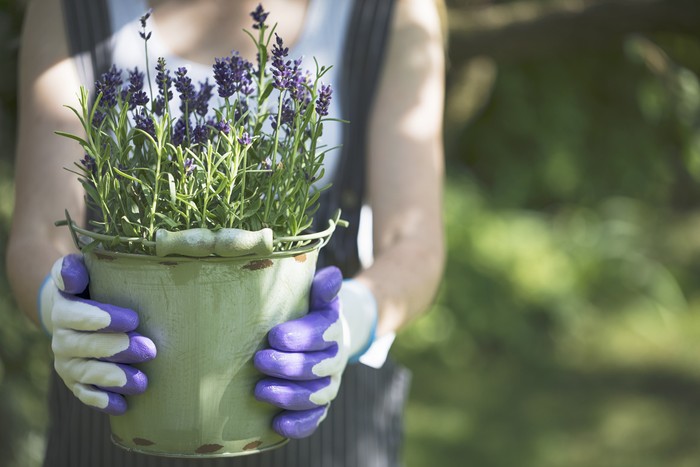 Young woman with garden gloves holding lavender in pot.
