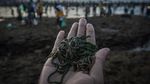 Mengenal Bau Nyale, Tradisi Berburu Cacing di Pantai Lombok