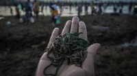 Menariknya, Nyale diketahui muncul sekali setahun di pantai selatan Lombok.