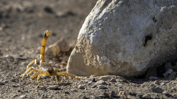 A scorpion is pictured at the Scorpion Kingdom laboratory and farm in Egypts Western Desert, near the city of Dakhla in the New Valley, some 700 Southeast the capital, on February 4, 2021. - Biomedical researchers are studying the pharmaceutical properties of scorpion venom, making the rare and potent neurotoxin a highly sought-after commodity now produced in several Middle Eastern countries. (Photo by Khaled DESOUKI / AFP)