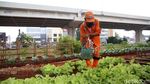 Penampakan Kolong Tol Becakayu yang Disulap Jadi Kebun Sayur