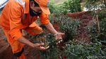 Penampakan Kolong Tol Becakayu yang Disulap Jadi Kebun Sayur