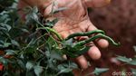Penampakan Kolong Tol Becakayu yang Disulap Jadi Kebun Sayur