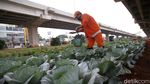 Penampakan Kolong Tol Becakayu yang Disulap Jadi Kebun Sayur