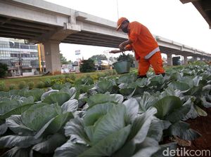 Video: Bercocok Tanam di Bawah Kolong Jalan Tol