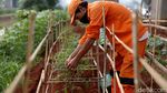 Penampakan Kolong Tol Becakayu yang Disulap Jadi Kebun Sayur