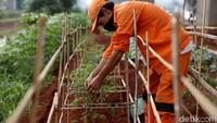 Kehadiran kebun sayur di lahan kosong di bawah kolong tol itu membuat lahan yang sebelumnya kosong tersebut menjadi lebih bermanfaat bagi warga sekitar.