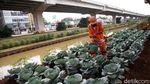 Penampakan Kolong Tol Becakayu yang Disulap Jadi Kebun Sayur