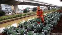 Seorang petugas PPSU tengah menyiram tanaman di pinggir Kalimalang, Pangkalan Jati, Jakarta Timur, Kamis (4/3/2021).