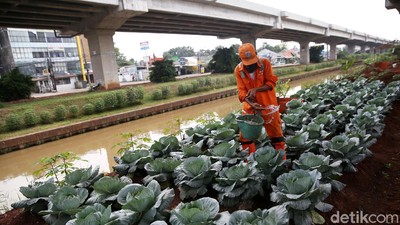 Penampakan Kolong Tol Becakayu yang Disulap Jadi Kebun Sayur