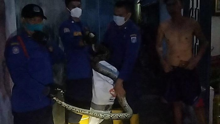 Penemuan ular sanca di Cempaka Putih, Jakpus. Foto dikirimkan oleh narasumber Kasudin Damkar Jakpus Asri.
