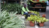 Mereka juga memberi pupuk pada tanaman.