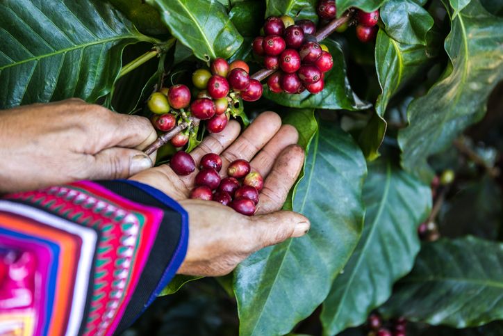 Kamu perlu tahu perbedaan kopi arabika dan robusta. Perbedaan tersebut bisa dilihat dari 7 karakteristik berikut.