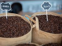 Perbandingan Rasa Dan Manfaat Kopi Robusta Dengan Arabika