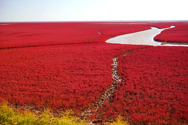 Padang rumput hijau akan berubah berwarna merah pada musim gugur alias setahun sekali. (Getty Images/iStockphoto) Padang rumput hijau akan berubah berwarna merah pada musim gugur alias setahun sekali. (Getty Images/iStockphoto)