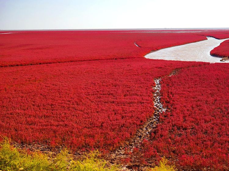 Foto: Pantai Semerah Darah yang Sungguh Ada