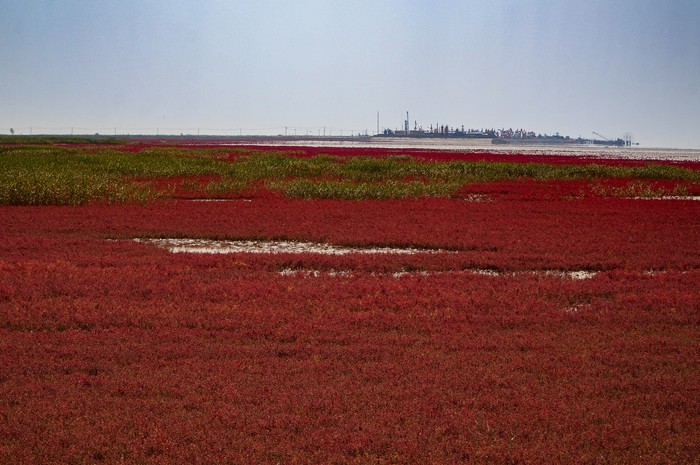Red Beach Panjin