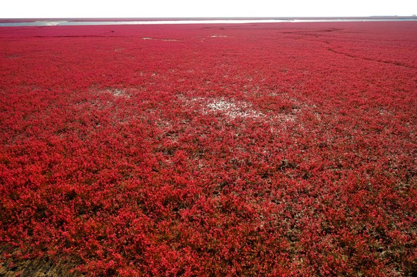 Namun ternyata yang merah bukanlah air lautnya, tapi padang rumput di atas pasir pantai. (Getty Images/iStockphoto) Namun ternyata yang merah bukanlah air lautnya, tapi padang rumput di atas pasir pantai. (Getty Images/iStockphoto)